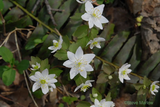 image of Thalictrum thalictroides, Windflower, Rue-anemone, Wind-rue