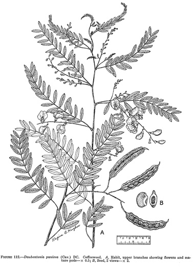 image of Sesbania punicea, Rattlebush, Purple Sesban, Scarlet Wisteria-tree, Red Sesban