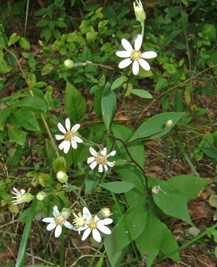 image of Doellingeria infirma, Appalachian Flat-topped White Aster, Cornel-leaf Aster, Cornel-leaf Whitetop Aster, Appalachian Whitetop Aster