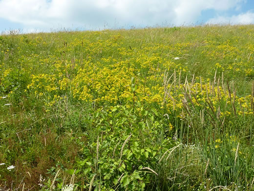 image of Hypericum perforatum, European St. Johnswort, Common St. Johnswort, Klamath-weed