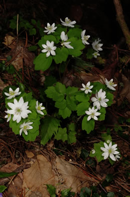image of Thalictrum thalictroides, Windflower, Rue-anemone, Wind-rue