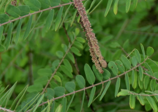 Leadplant