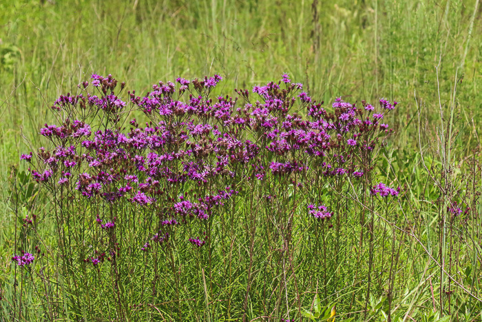 image of Vernonia angustifolia var. angustifolia, Narrowleaf Ironweed, Carolina Slender Ironweed, Carolina Sandhill Ironweed
