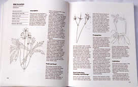 page from Growing and Propagating Wild Flowers by Harry R. Phillips