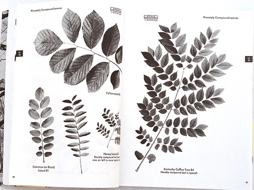 page from The Tree Identification Book by George Symonds